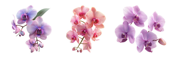 Orchid Flowers Set Isolated on Transparent Background