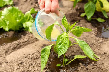 Gardener fertilizing pepper plant, enriching soil, ideal for agricultural blogs, gardening...