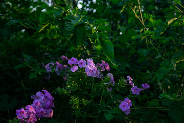 flowers in the garden