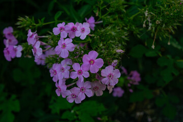pink flowers in the garden