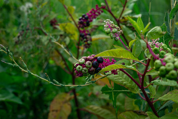 berries on a bush