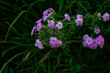 flowers in the garden