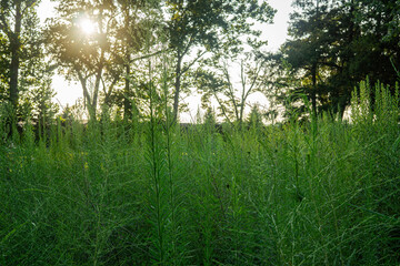 morning in the forest