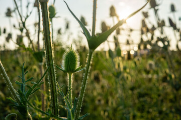 plant in a field