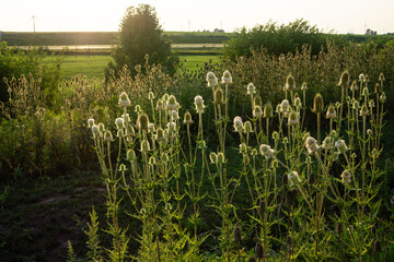 field of cotton tail