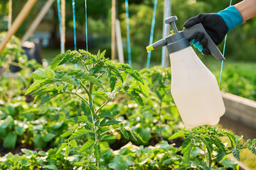 Hands with sprayer, spraying tomato plant bushes on wooden raised bed box