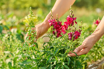 Close up of woman holding flowering Antirrhinum plant