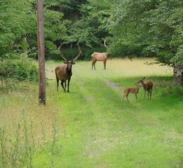 Fototapeta premium Exquisite Magical Moment Deer and Elk Gathering