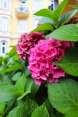 large green hydrangea bushes with pink flowers