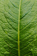 close leaf