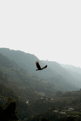 bird in the mountains