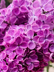 Bright lilac