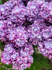 Bright lilac