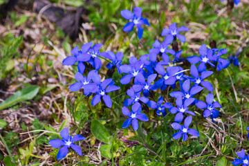 Blooming of Gentiana verna commonly known as Spring gentian 