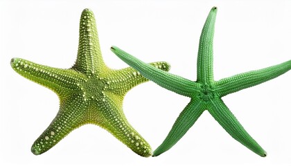 green starfish on white background
