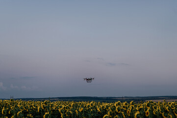 Agrodrone sprayer sprays sunflower fields, precision farming, the latest agriculturethe. New...
