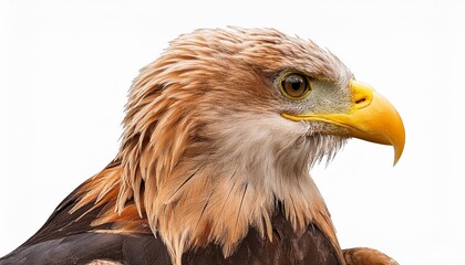 golden eagle isolated on white
