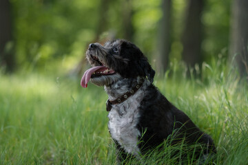 Fototapeta premium Adorable mongrel dog in the spring grass. Domestic small dog walking outdoors