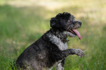 Fototapeta premium Adorable mongrel dog in the spring grass. Domestic small dog walking outdoors