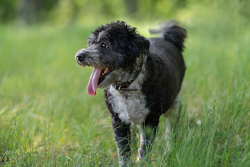 Fototapeta premium Adorable mongrel dog in the spring grass. Domestic small dog walking outdoors