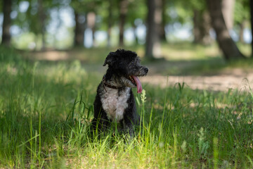 Fototapeta premium Adorable mongrel dog in the spring grass. Domestic small dog walking outdoors