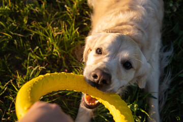 Big dog playing with round yellow toy in green field. A golden retriever has fun playing in the...