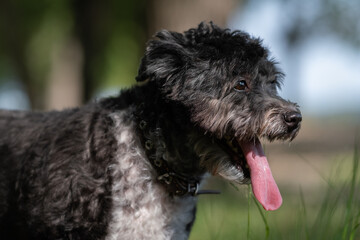 Fototapeta premium Adorable mongrel dog in the spring grass. Domestic small dog walking outdoors