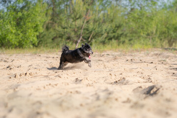 Adorable mongrel dog in the spring grass. Domestic small dog walking outdoors