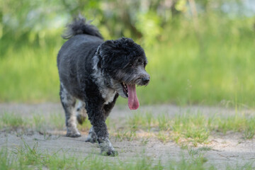 Adorable mongrel dog in the spring grass. Domestic small dog walking outdoors