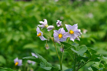 The plant bears potato flowers that bloom in sunlight. Lilac blooming potato flower in a farmer's field.