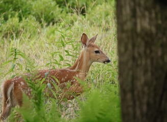 Precious Little White-tailed Deer Fawn Benezette PA