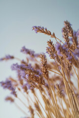 Lavender flowers in the wind. Minimal concept. Natural color.