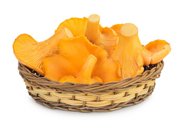 Chanterelle mushrooms in a wicker basket isolated on a white background