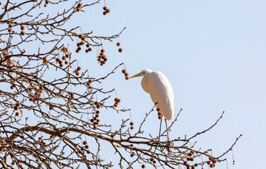 great white heron