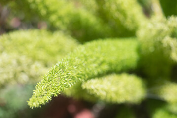 Close-up of vibrant green foliage with soft textures in a natural setting