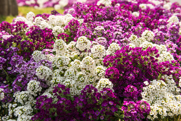 Vibrant purple, white, and violet flowers in full bloom on a sunny day