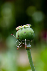 Poppies seed pods