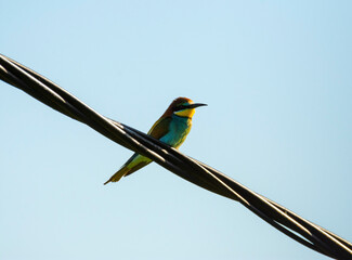 Bee eater in Greece 