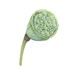 Lotus seed head. Green Water Lily pod on stem. Tropical aquatic plants. Asian exotic flower. Harvesting. Side view. Watercolor botanical illustration. For cosmetic, ayurveda products, poster