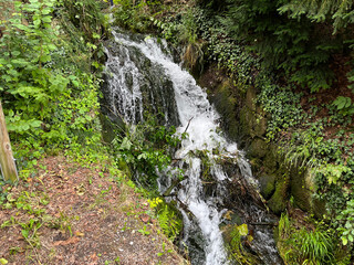 Cascading waterfall in the forest amidst green vegetation