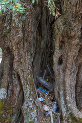 Olive grove and small colorful beehives on the island of Thassos in Greece