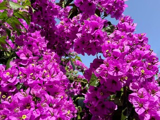 Fototapeta premium Beautiful blossom of Bougainvillea tree