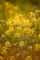 Bittercress in the summer field