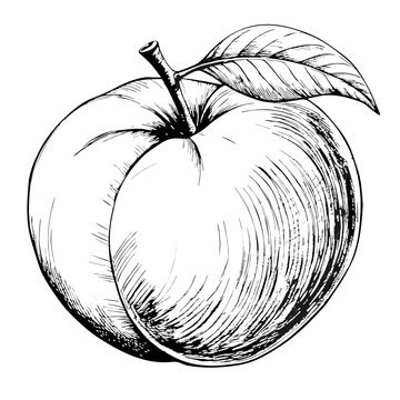recommend clip art: Peach Illustration, Black and White, Fruit Concept