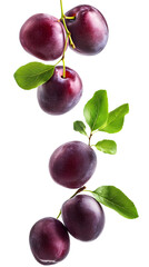 Falling Ripe Plums isolated on white background, full depth of field, transparent png background