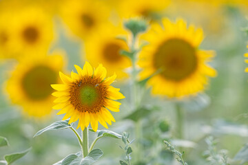 Beautiful field of sunflowers in summer.