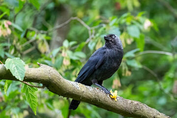 Dohle frisst eine Pflaume