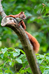 Eichhörnchen ruft auf einem isolierten Ast