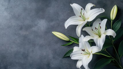 Obraz premium White Lilies on Grey Background