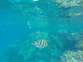 Indo-Pacific sergeant (Abudefduf vaigiensis) is a species of damselfish in the family Pomacentridae above coral reef in Red sea Egypt